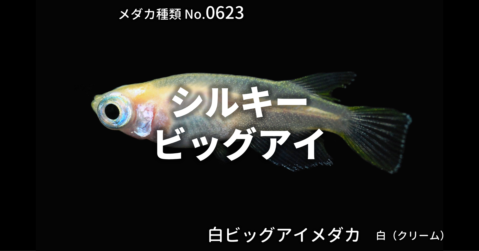シルキービッグアイとは 改良メダカweb図鑑no 0623 メダカの品種 白 改良メダカweb図鑑