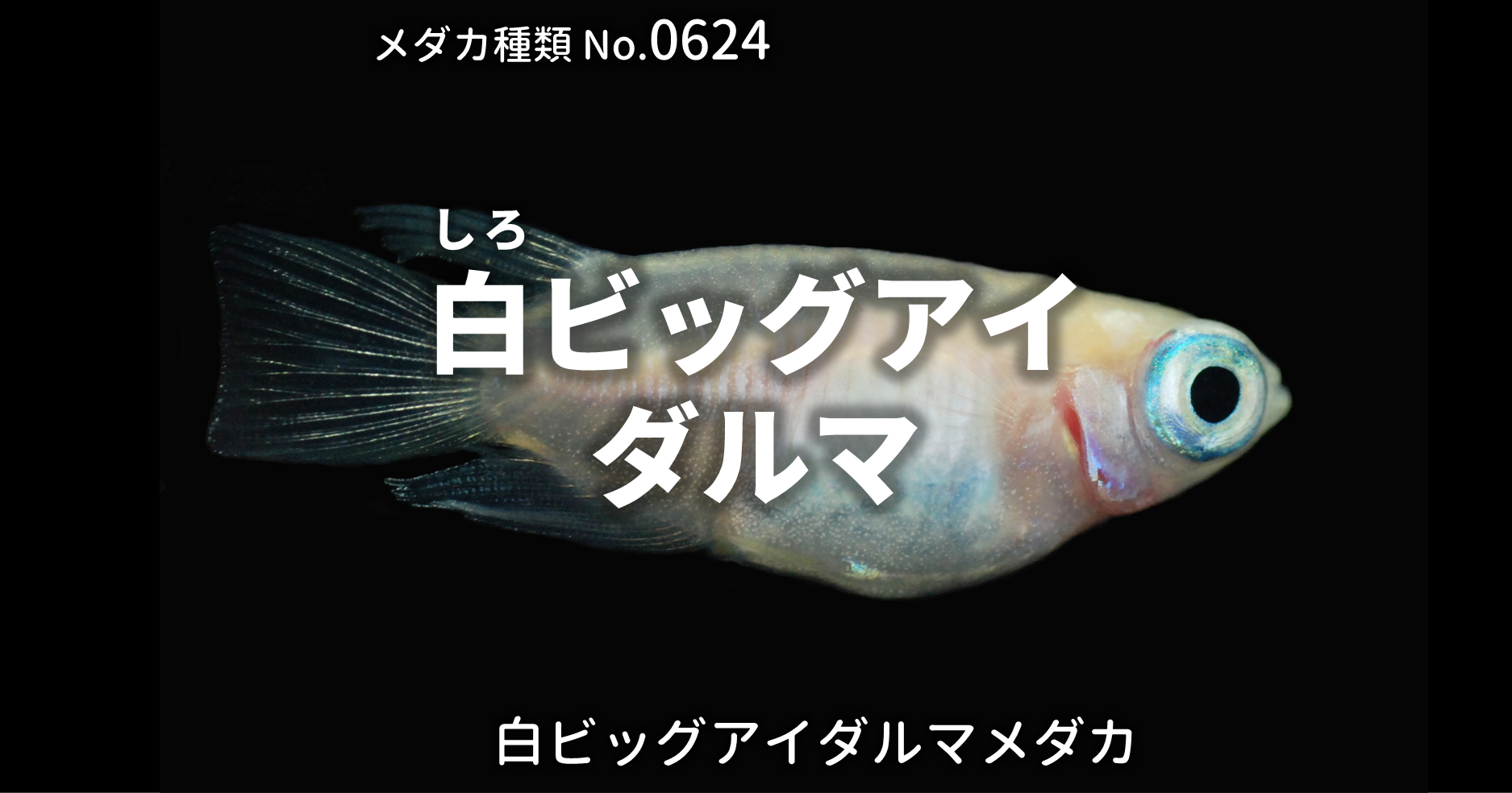 白ビッグアイダルマ しろびっぐあいだるま とは 改良メダカweb図鑑no 0624 メダカの品種 白 改良メダカweb図鑑