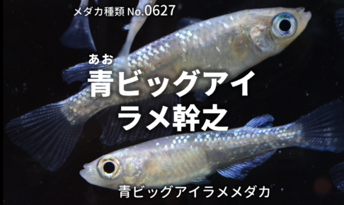 青ビッグアイラメ幹之 あおびっぐあいみゆき とは 改良メダカweb図鑑no 0627 メダカの品種 青 改良メダカweb図鑑