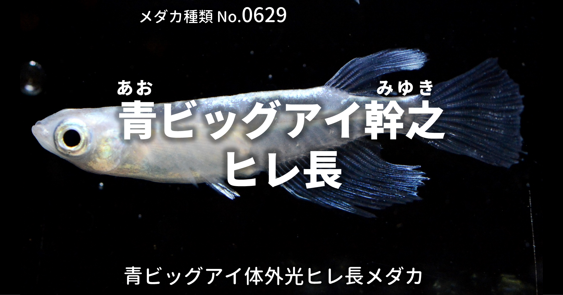 青ビッグアイ幹之ヒレ長 あおびっぐあいみゆきひれなが とは 改良メダカweb図鑑no 0629 メダカの品種 青 改良メダカweb図鑑