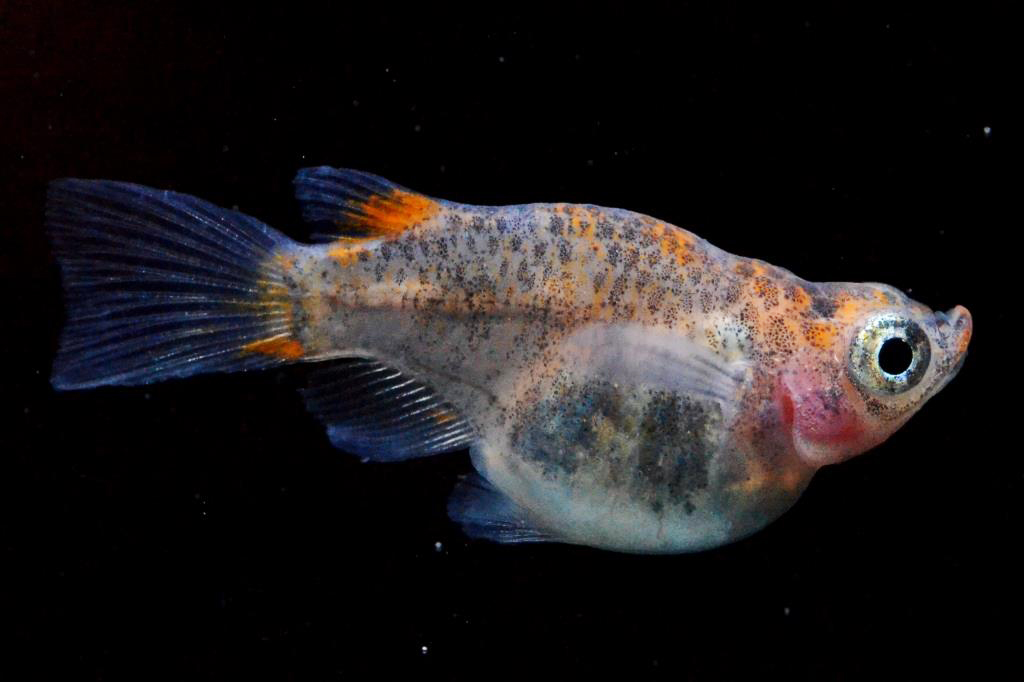 楊貴妃（３０）半ダルマ系　5ペア　Lサイズ 楊貴妃（３０）半ダルマ系 5ペア Lサイズ