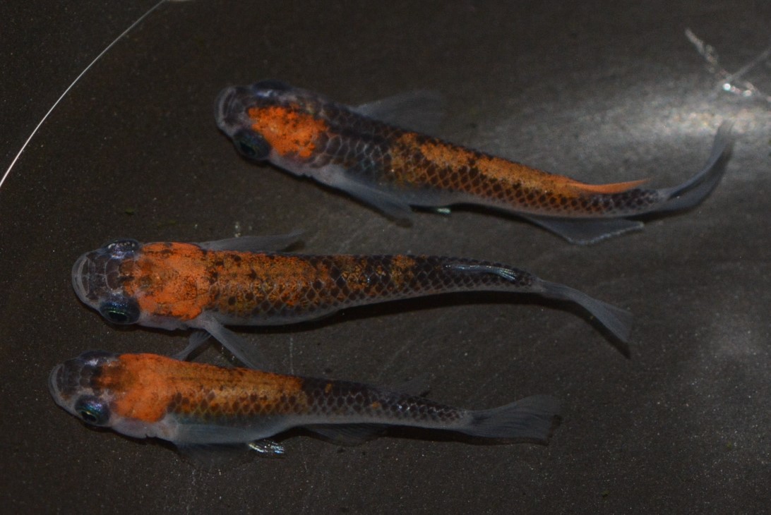 女雛 ２ペア＋オス１匹 20190607 ☆ めだか・メダカ【日本改良めだか研究所】 女雛（めびな）とは 改良メダカWEB図鑑No.0245 | メダカの品種, 黒