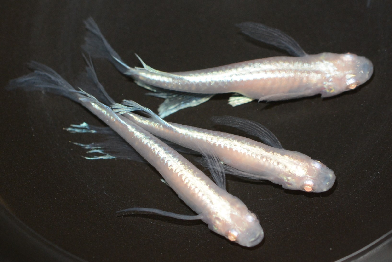 【現物出品】　龍の瞳　若魚　10匹　p-92