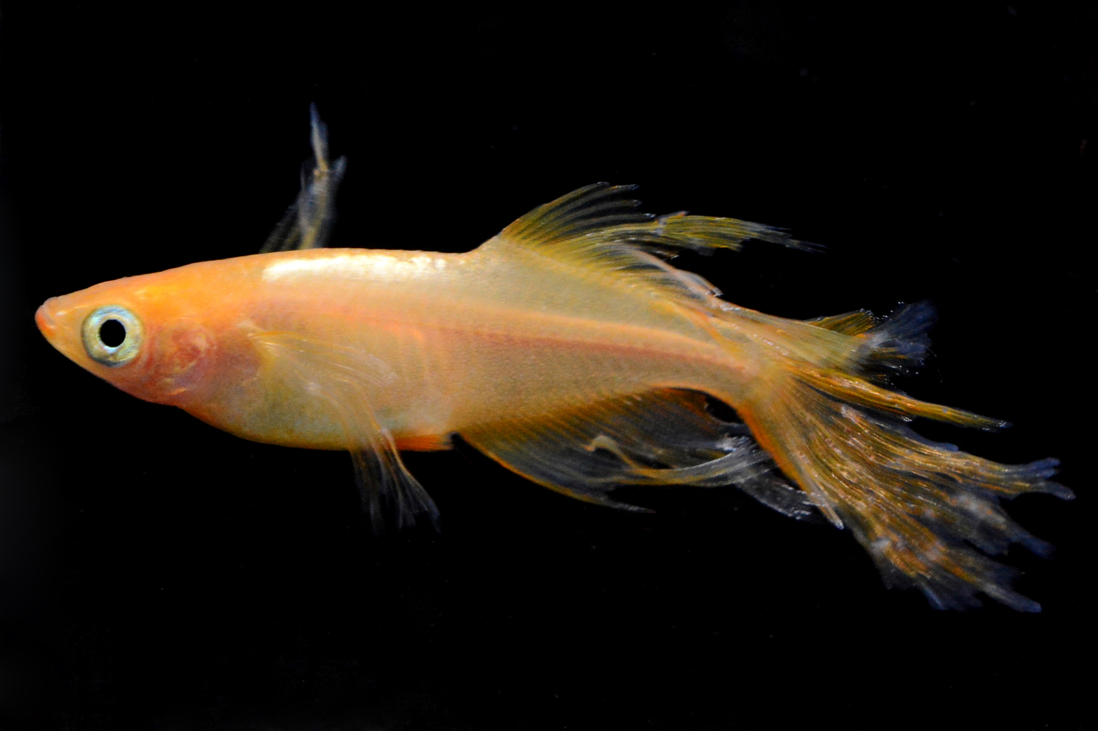 特選3☆華蕾(つぼみ)めだか（ヒカリ体型） ２ペア＋α 特選3☆上物！華蕾(つぼみ)めだか（ヒカリ体型） ３ペア＋α雌１