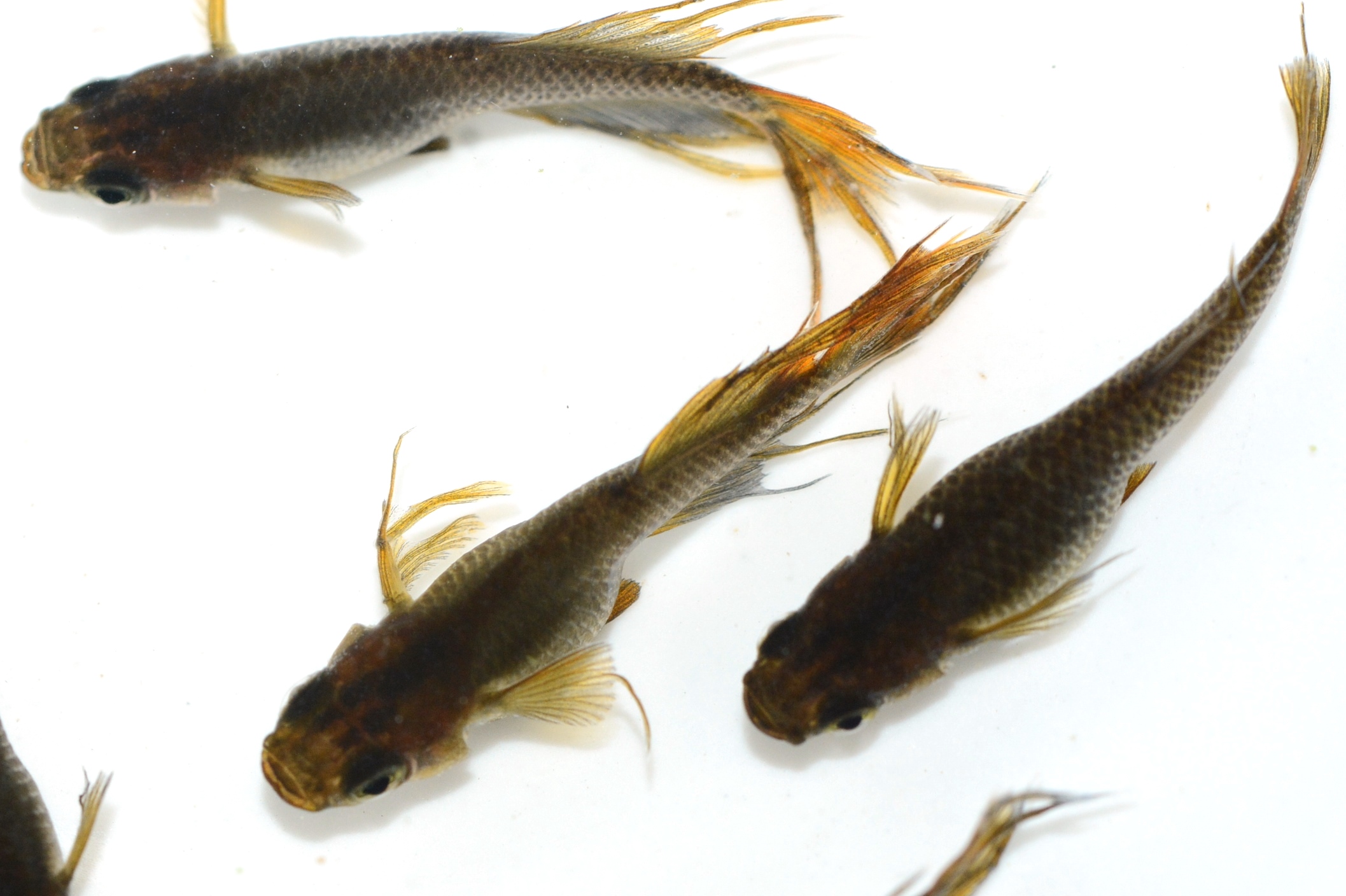 ☆美ら海めだか基地☆謙信＆信玄【ブラックスワローヒカリ＆ブラック黄金スワローヒカリメダカ】の受精卵 20個+α 【103002】 謙信・信玄 - 100年メダカ 第四章 〜めだかの館のブログ〜