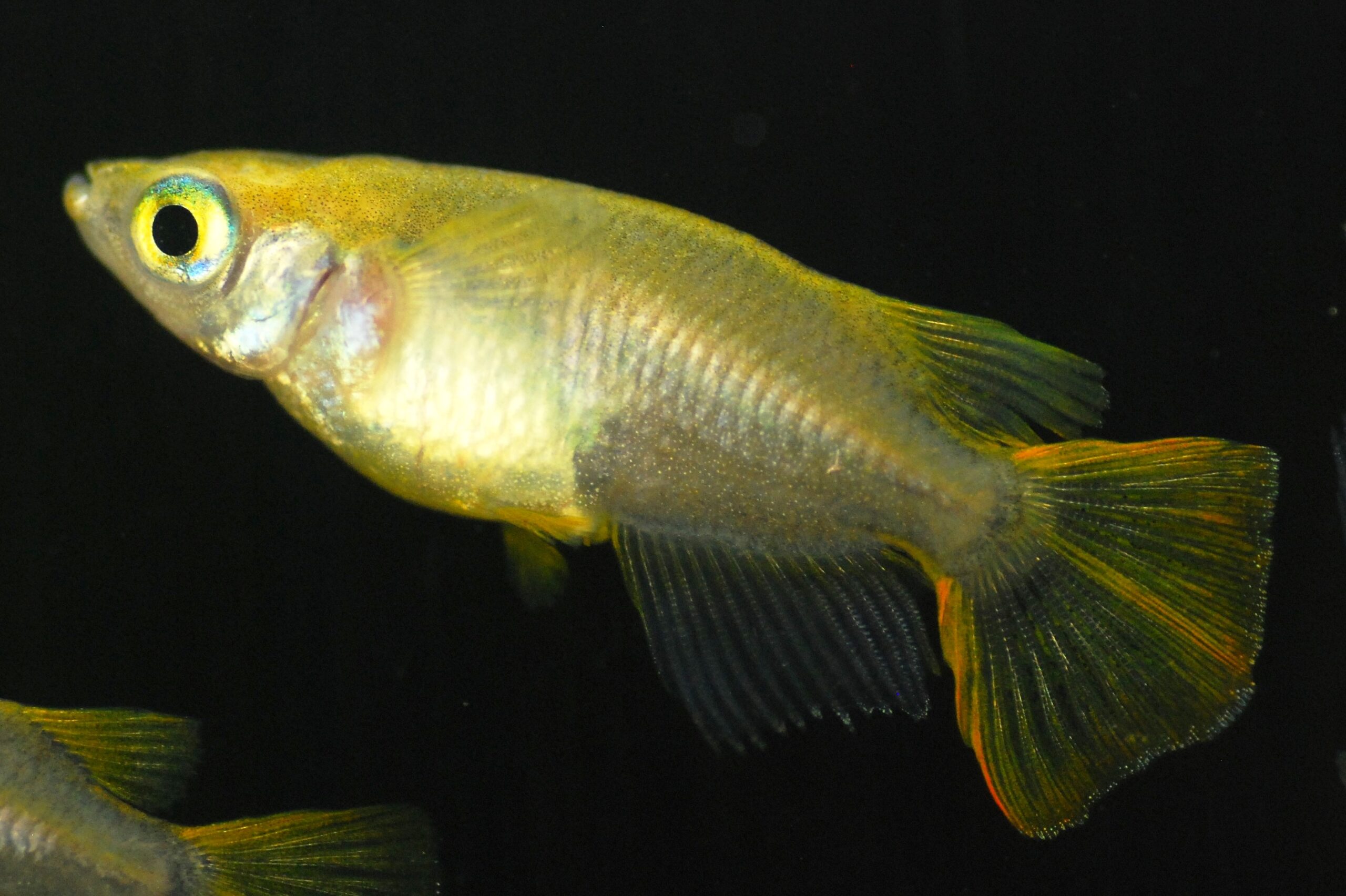 黄金菱尾 おうごんひしお とは 改良メダカweb図鑑no 0390 メダカの品種 黄金 改良メダカweb図鑑