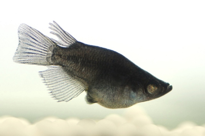 小錦 ピュアブラックダルマメダカ とは 改良メダカweb図鑑no 0448 ブラック メダカの品種 改良メダカweb図鑑