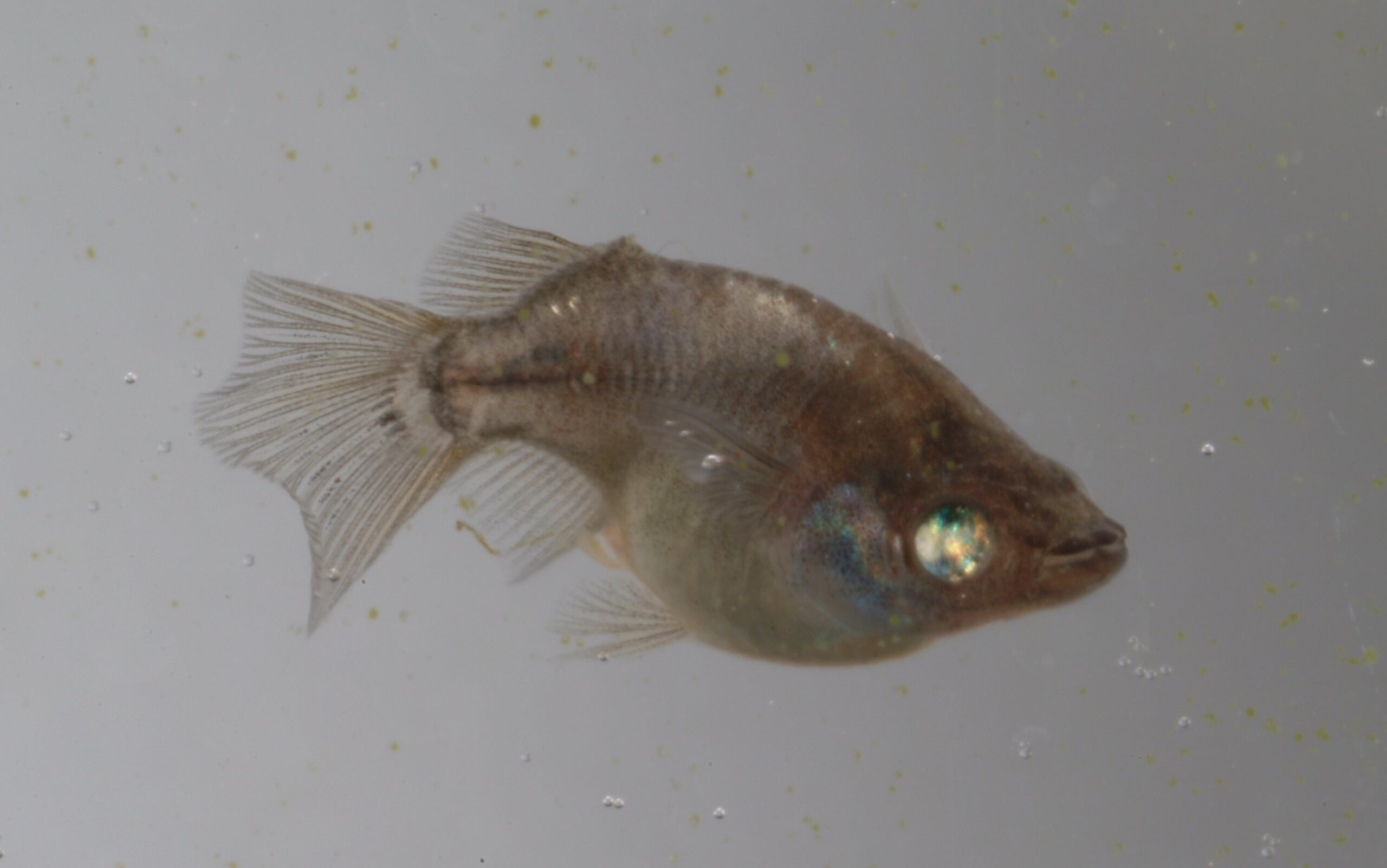 ピュアブラック 黒べえ Zメダカ誕生物語 メダカ史 品種誕生物語 改良メダカweb図鑑
