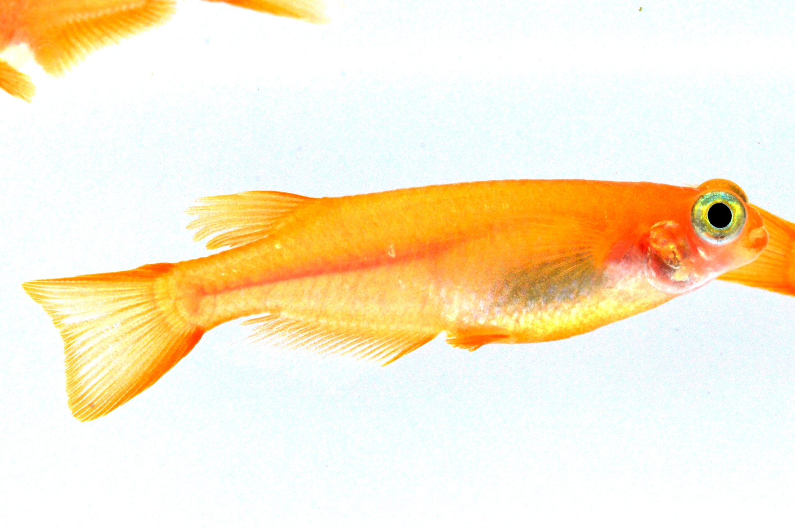 最大71 オフ めだか 楊貴妃出目メダカ ３匹 Shipsctc Org