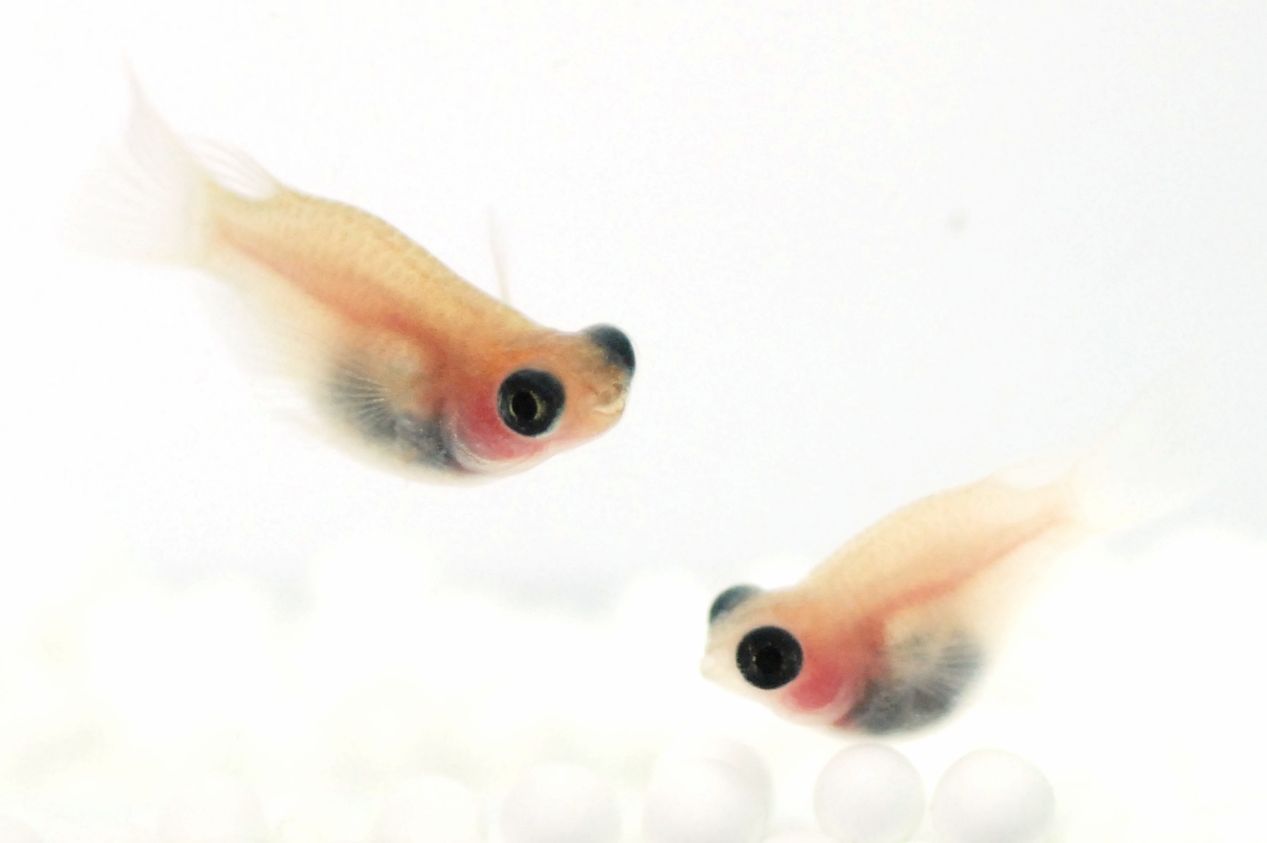 白出目パンダダルマ しろでめぱんだだるま とは 改良メダカweb図鑑no 05 メダカの品種 白 改良メダカweb図鑑