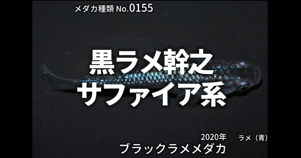 黒ラメ幹之サファイア系とは 改良メダカweb図鑑no 0155 ブラック メダカの品種 改良メダカweb図鑑