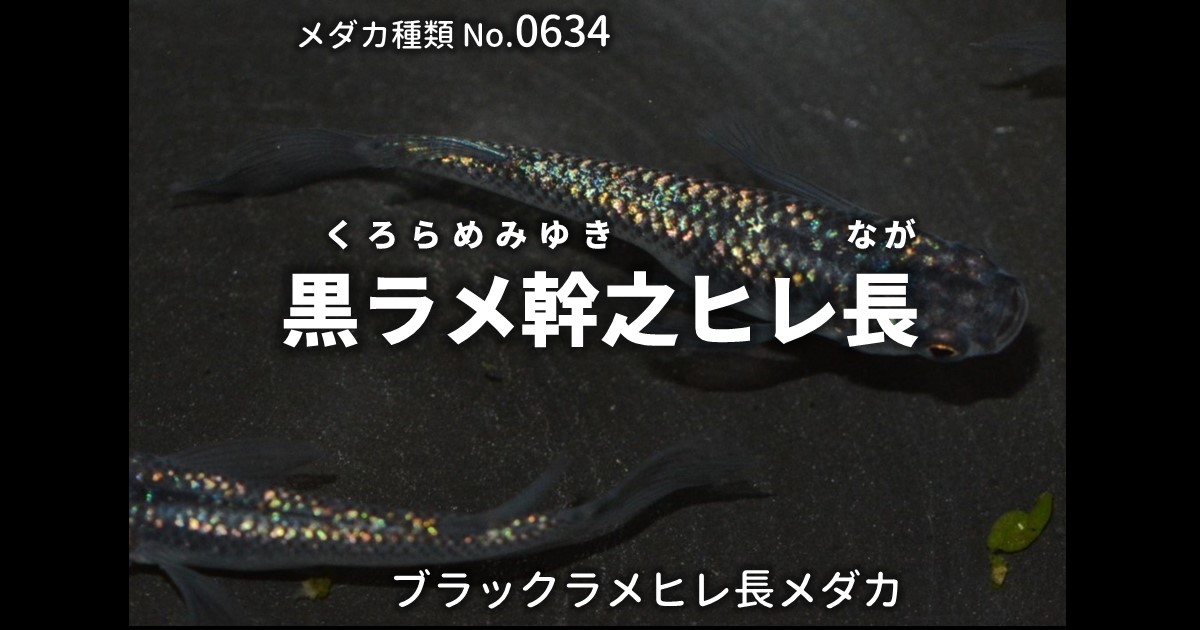 黒ラメ幹之ヒレ長（くろらめみゆきひれなが）とは 改良メダカWEB図鑑No 