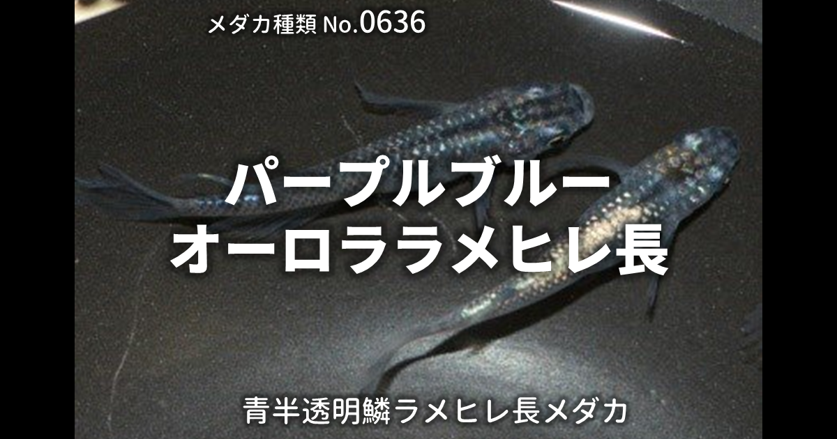 パープルブルーオーロララメヒレ長とは 改良メダカWEB図鑑No.0636 