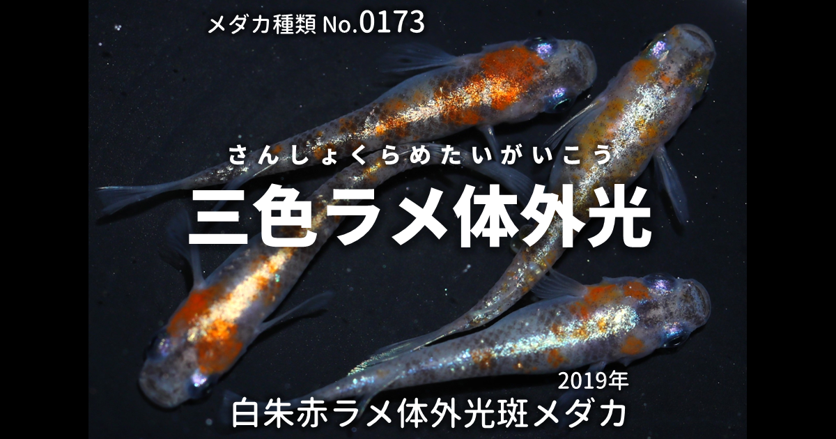 【水紅mizubeni】　三色ラメ体外光　選別漏れ個体　10ペア　№3164 秋めだか ⁄ 三色ラメ 選別漏れ 20匹 10ペア