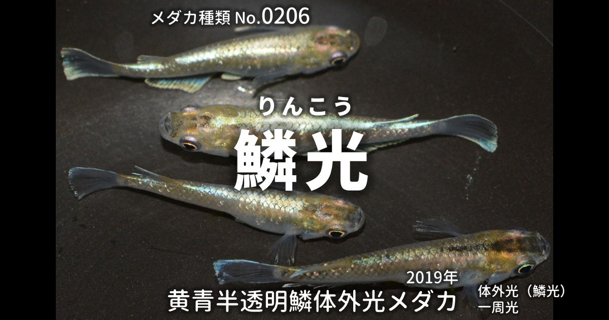 鱗光（りんこう）とは 改良メダカWEB図鑑No.0206 | メダカの品種, 黄青 