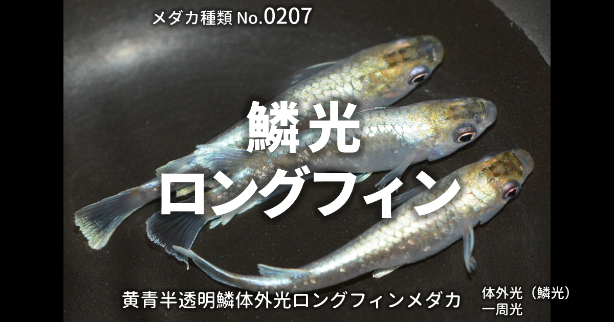 鱗光ロングフィン（りんこうろんぐふぃん）とは 改良メダカWEB図鑑No 