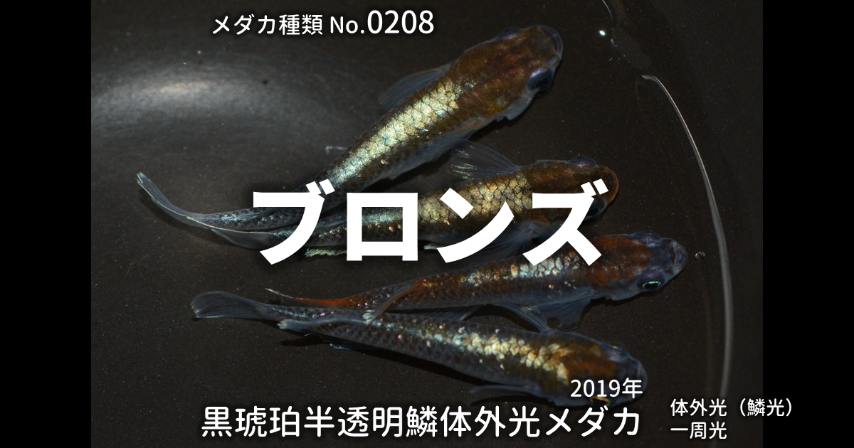 ブロンズとは 改良メダカWEB図鑑No.0208 | メダカの品種, 黒琥珀 