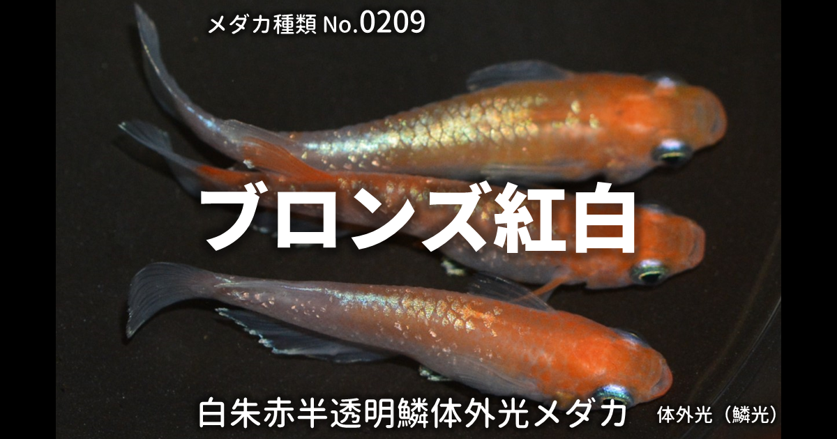 ブロンズ紅白とは 改良メダカWEB図鑑No.0209 | メダカの品種, 白朱赤 