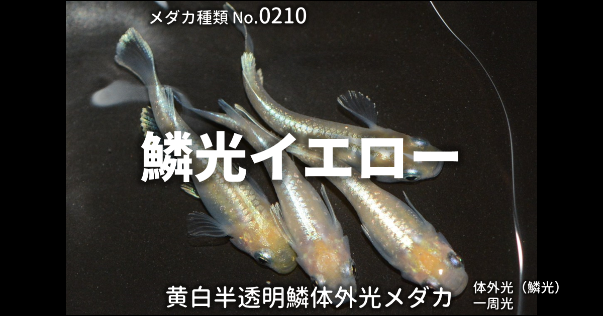 鱗光イエロー（りんこういえろー）とは 改良メダカWEB図鑑No.0210 