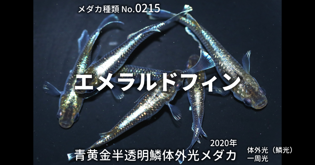 エメラルルドフィンとは 改良メダカWEB図鑑No.0215 | メダカの品種, 青 