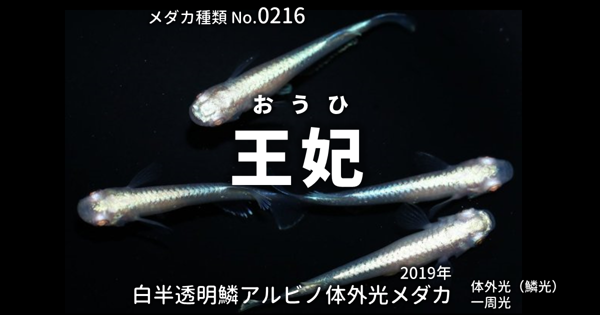 王妃（おうひ）とは 改良メダカWEB図鑑No.0216 | メダカの品種, 白 