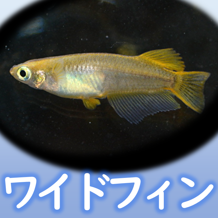 北辻×クラミツハ玄　5匹　ヒカリ体型　北辻　鰭長スワロー 福岡県京都郡で、独特な交配で\"五式Type-R God\"をベースにした魅力的な