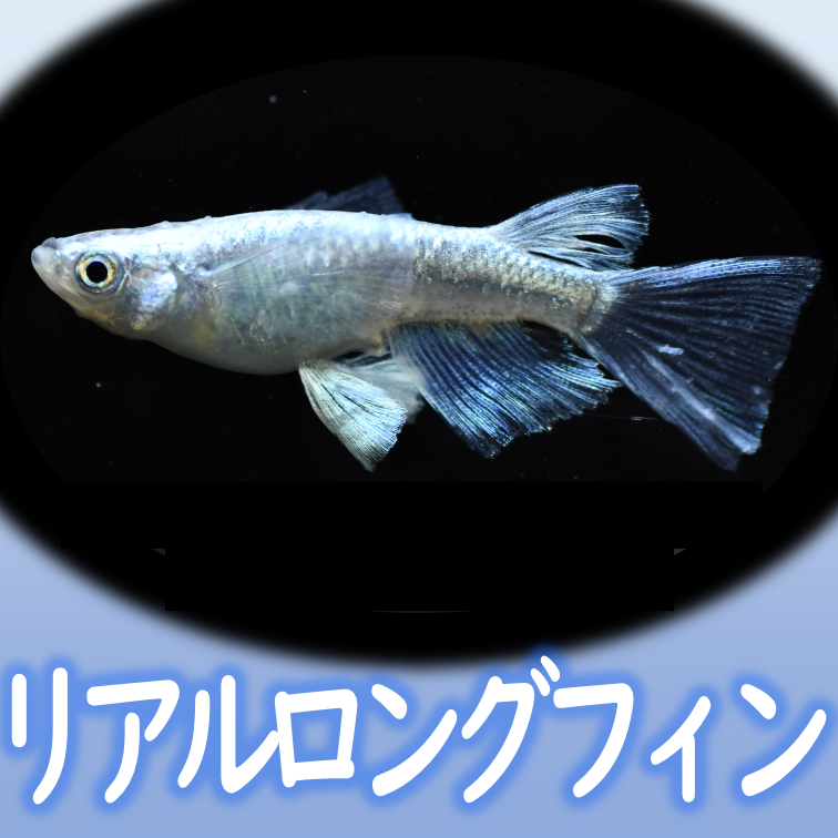 【Azuma】　◆最新品種◆　楊貴妃出目パンダダルマリアルロングフィン血統　◆　ランダム（50匹前後）　　