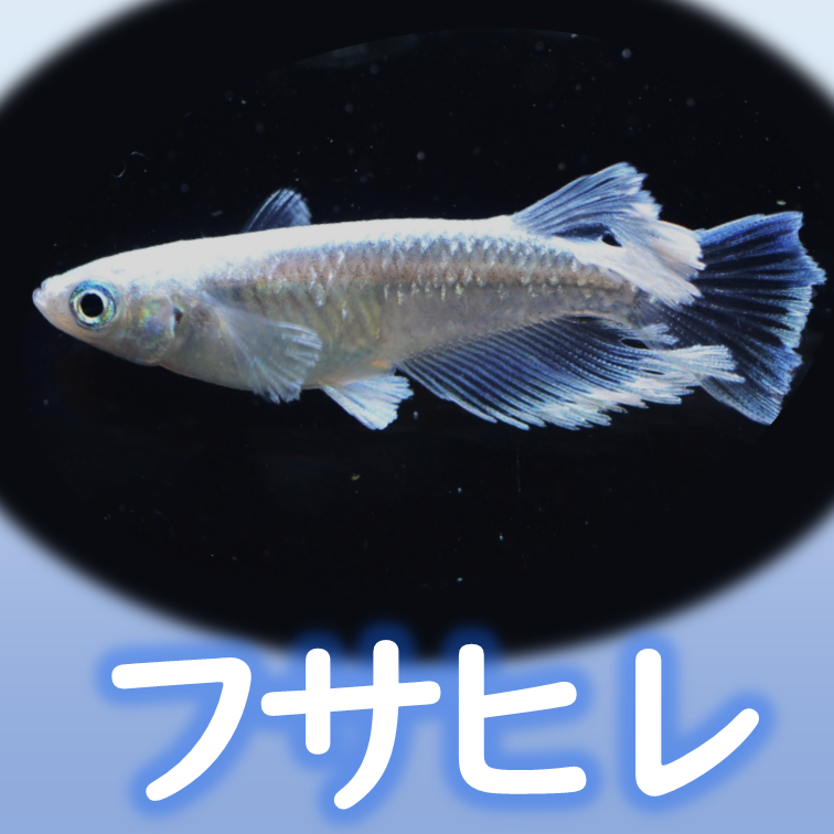 リアルロングフィン ～メダカのヒレ変化の特徴～ メダカの特徴38/44 | メダカの特徴 | 改良メダカWEB図鑑