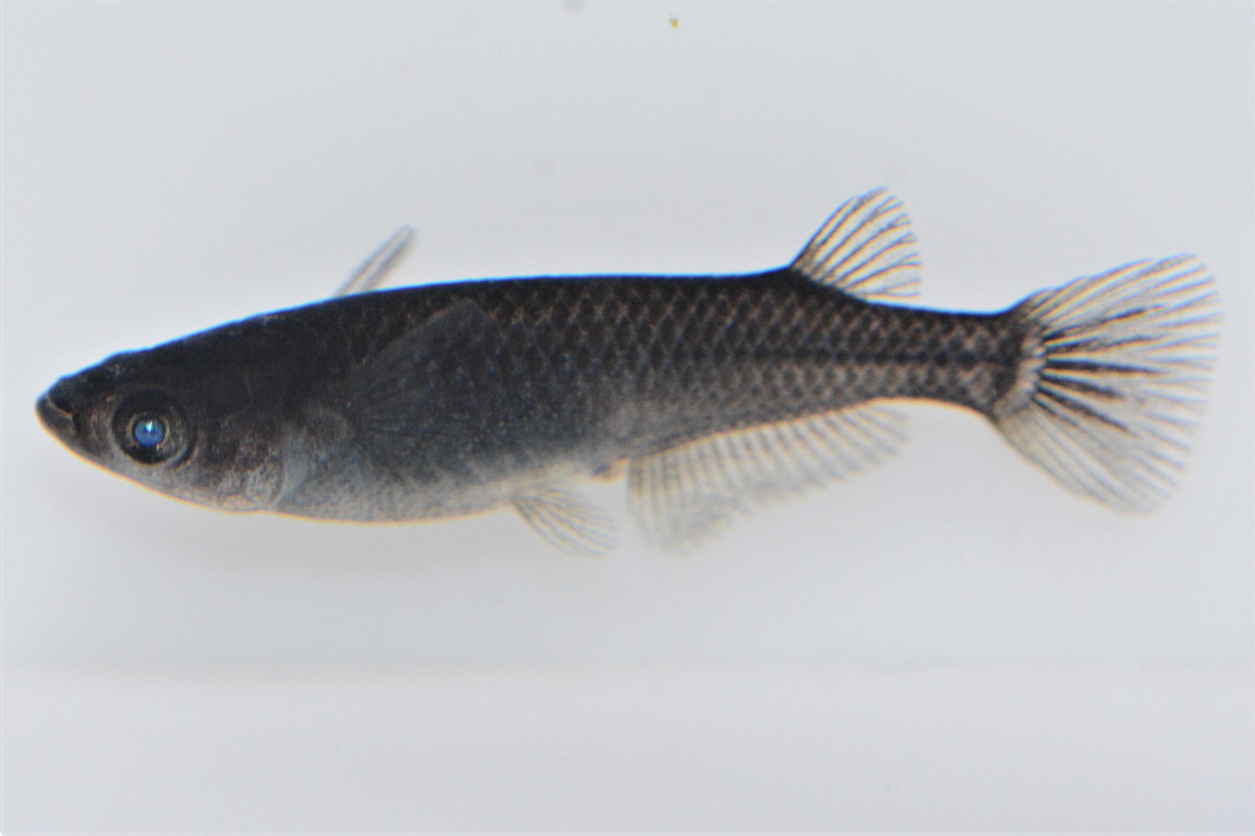 ブルーアイ ～メダカの目の変化の特徴～ メダカの特徴21/44 | メダカの特徴 | 改良メダカWEB図鑑