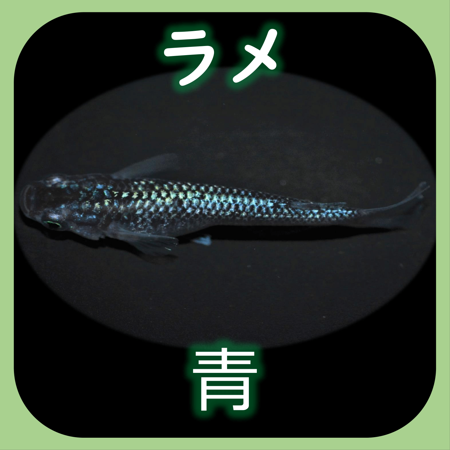 三色ラメ幹之サファイア系とは 改良メダカWEB図鑑No.0803 | メダカの 