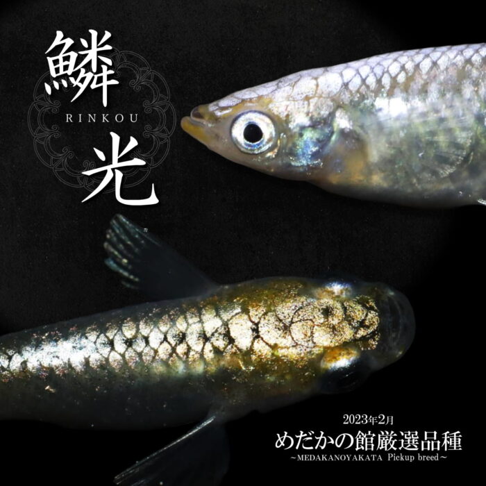 鱗光 | 改良メダカWEB図鑑