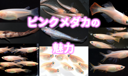 改良メダカWEB図鑑 |