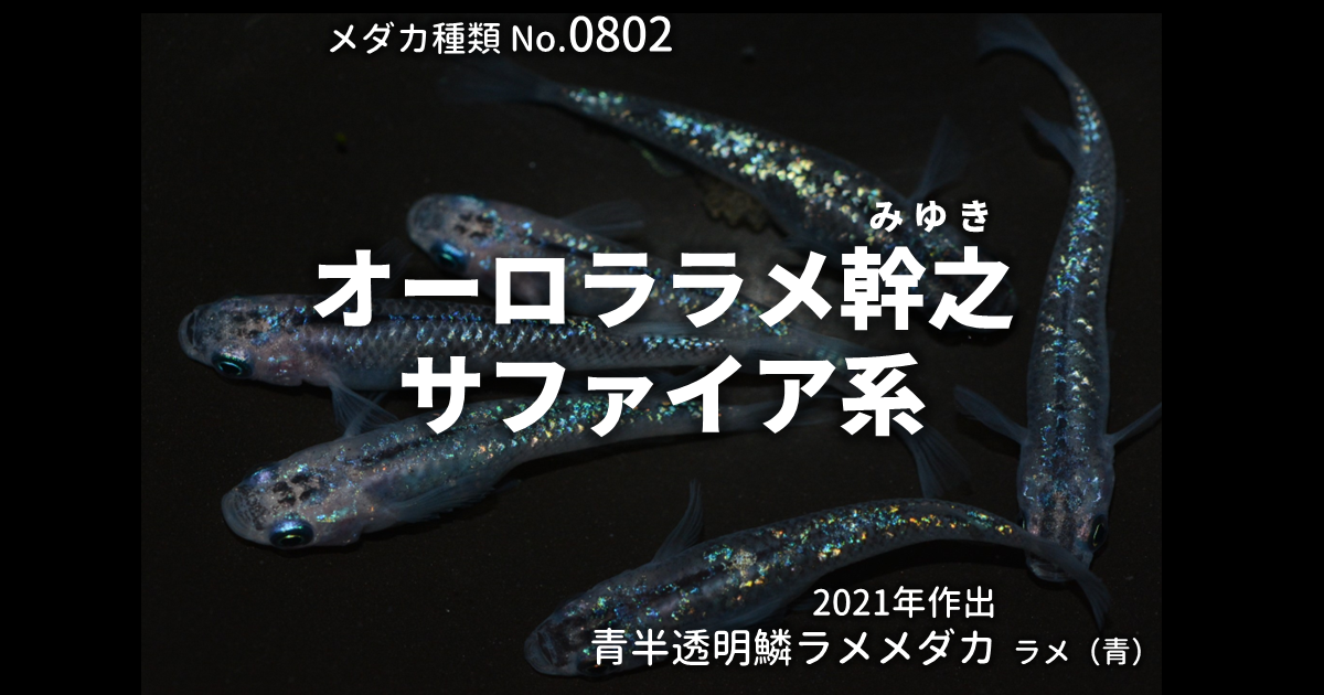 オーロララメ幹之サファイア系とは 改良メダカWEB図鑑No.0802 | メダカ 
