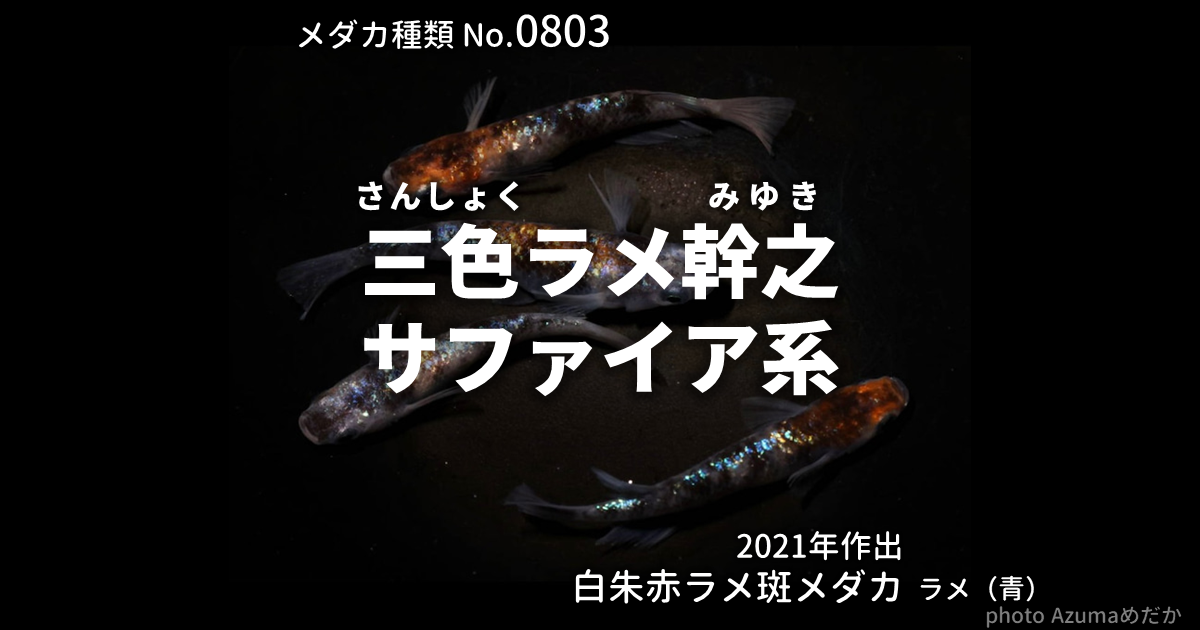 三色ラメ幹之サファイア系とは 改良メダカWEB図鑑No.0803 | メダカの 