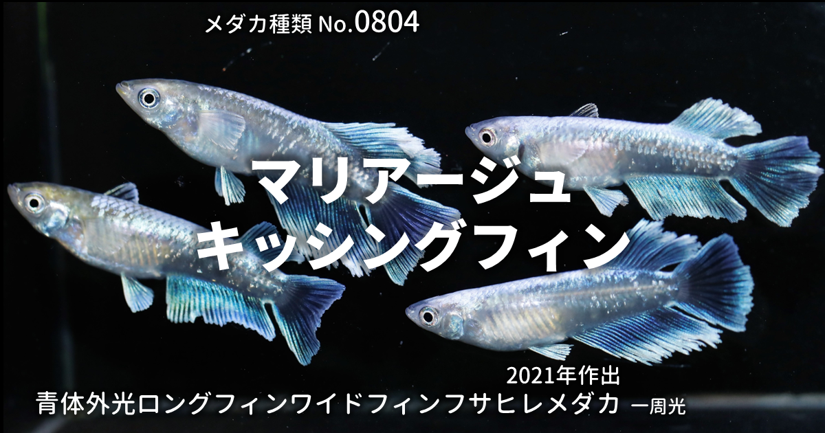 マリアージュキッシングワイドフィンとは 改良メダカWEB図鑑No.0804 