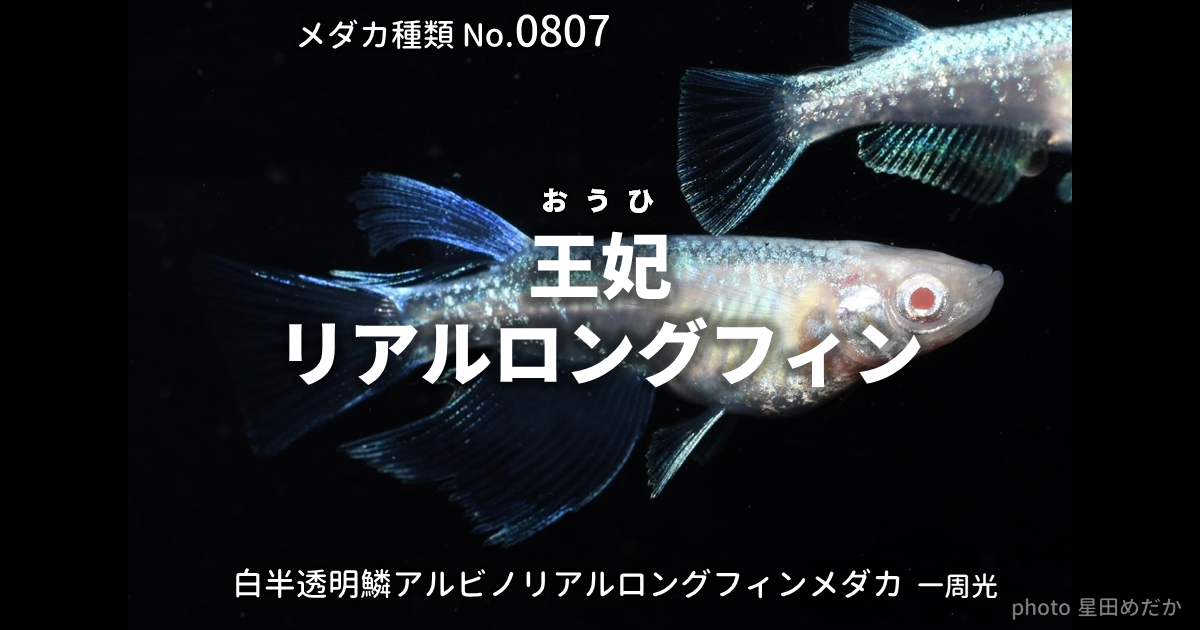 王妃（おうひ）リアルロングフィンとは 改良メダカWEB図鑑No.0807 