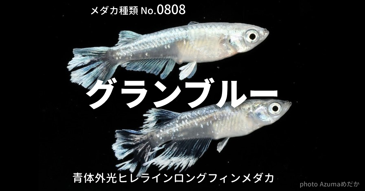 グランブルーとは 改良メダカWEB図鑑No.0808 | メダカの品種, 青 | 改良メダカWEB図鑑