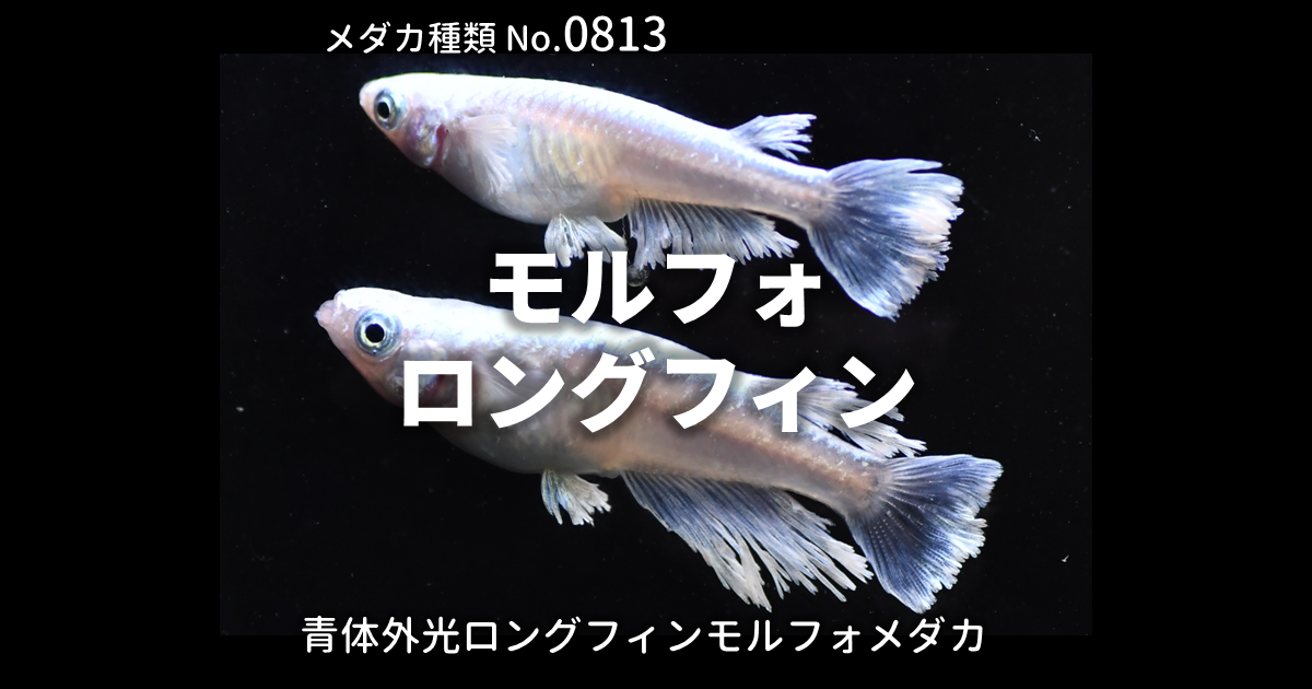 モルフォロングフィンとは 改良メダカWEB図鑑No.0813 | メダカの品種 