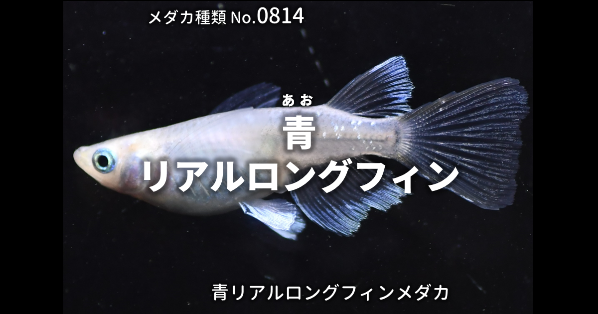 青リアルロングフィンとは 改良メダカWEB図鑑No.0814 | メダカの品種 