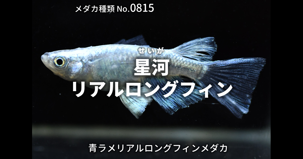 星河リアルロングフィンとは 改良メダカWEB図鑑No.0815 | メダカの品種 