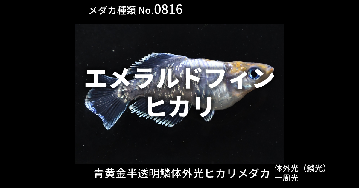 エメラルルドフィンヒカリとは 改良メダカWEB図鑑No.0816 | メダカの 