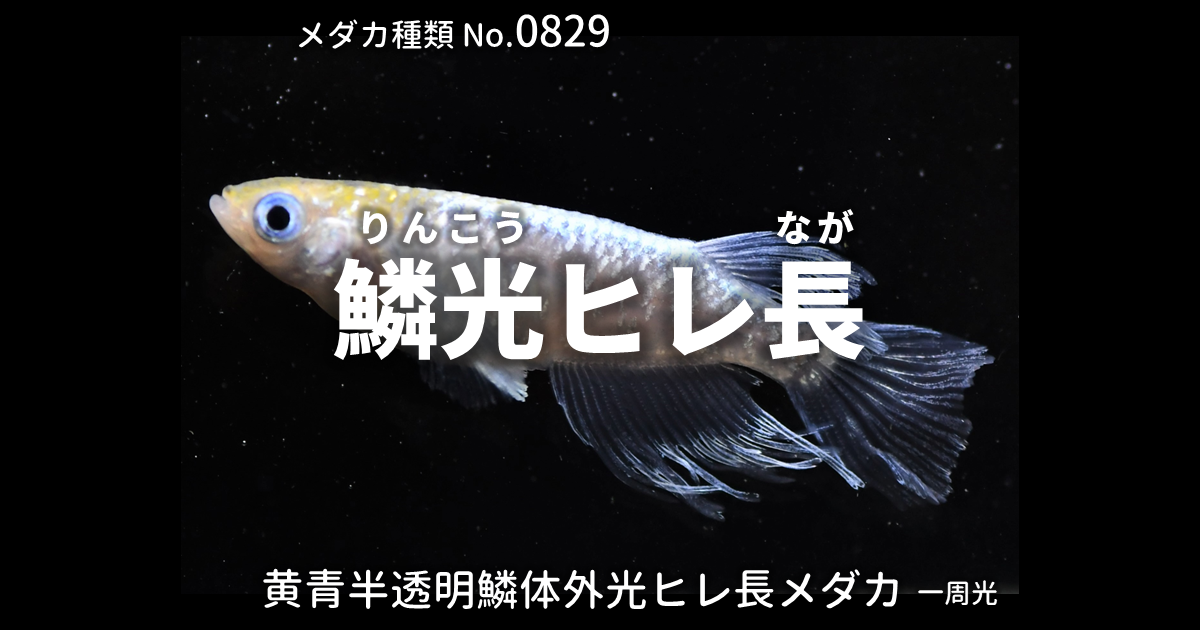 鱗光ヒレ長（りんこうひれなが）とは 改良メダカWEB図鑑No.0829 