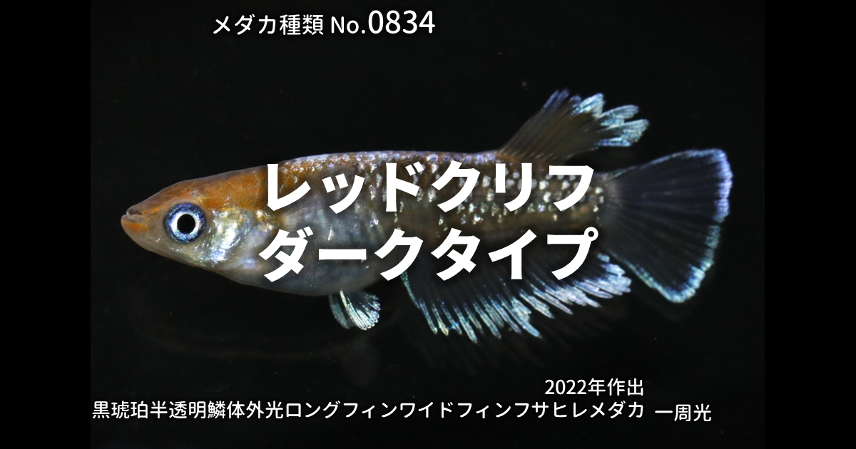 レッドクリフダークタイプとは 改良メダカWEB図鑑No.0834 | メダカの 