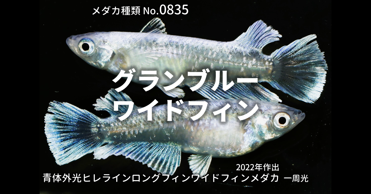 グランブルーワイドフィンとは 改良メダカWEB図鑑No.0835 | メダカの  