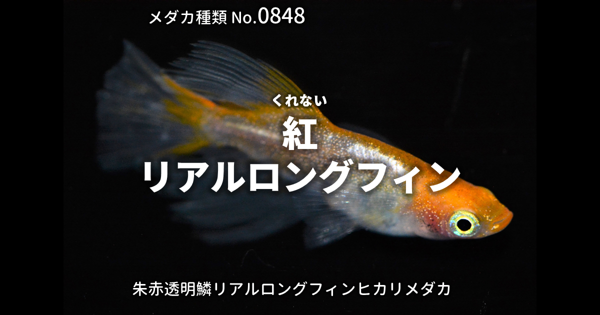 紅リアルロングフィンとは 改良メダカWEB図鑑No.0848 | 朱赤 | 改良 