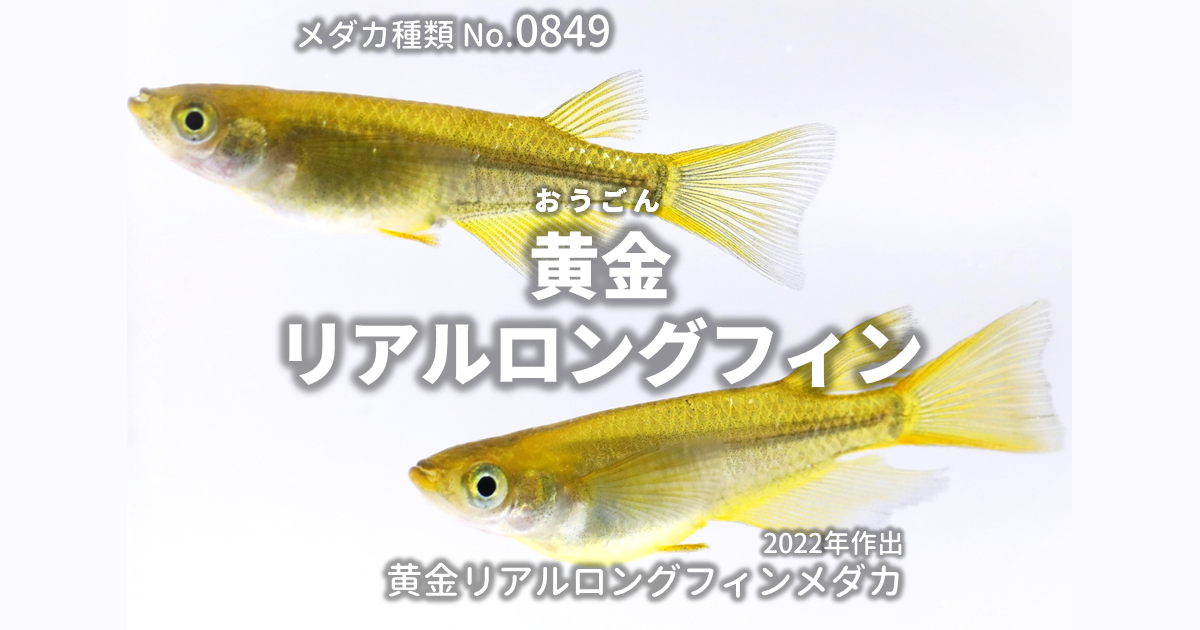 黄金リアルロングフィンとは 改良メダカWEB図鑑No.0849 | メダカの品種 