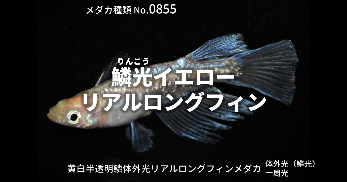 鱗光イエローリアルロングフィンとは 改良メダカWEB図鑑No.0855 