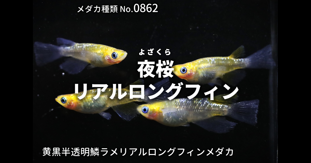 夜桜リアルロングフィンとは 改良メダカWEB図鑑No.0862 | メダカの品種 
