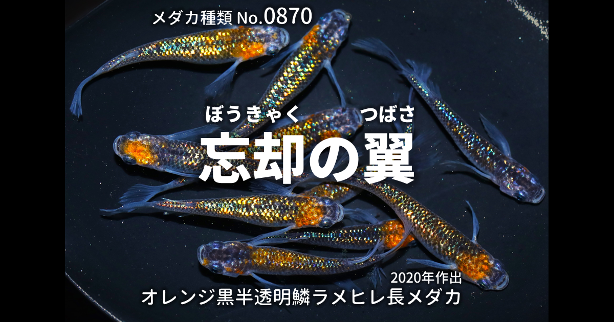忘却の翼（ぼうきゃくのつばさ）とは 改良メダカWEB図鑑No.0870 