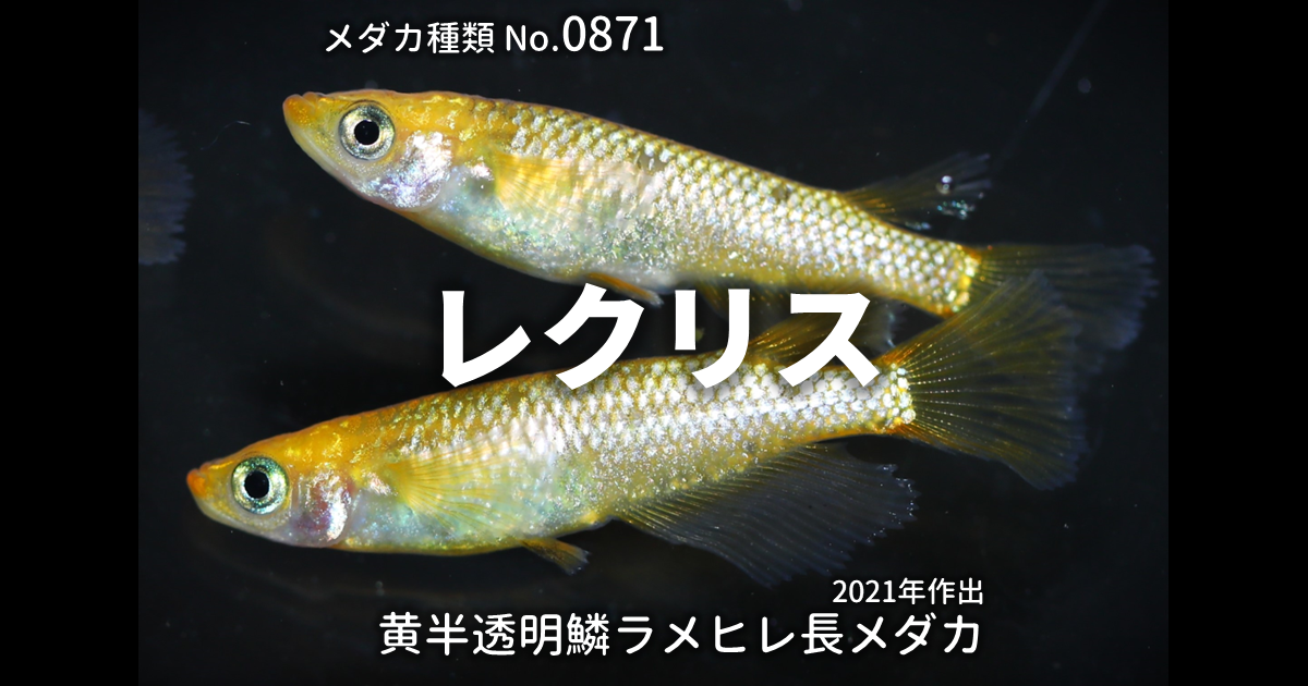レクリスとは 改良メダカWEB図鑑No.0871 | メダカの品種, 黄 | 改良 